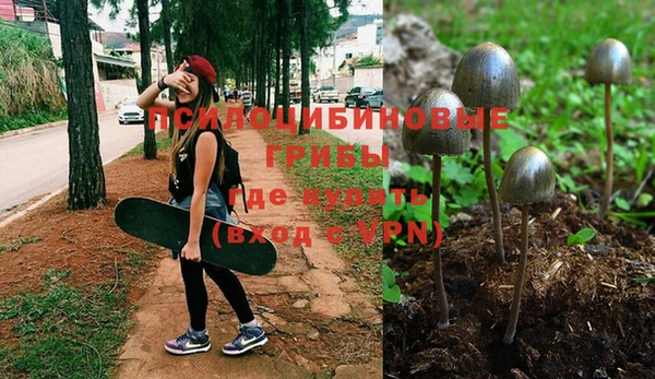 прущие грибы Гусиноозёрск